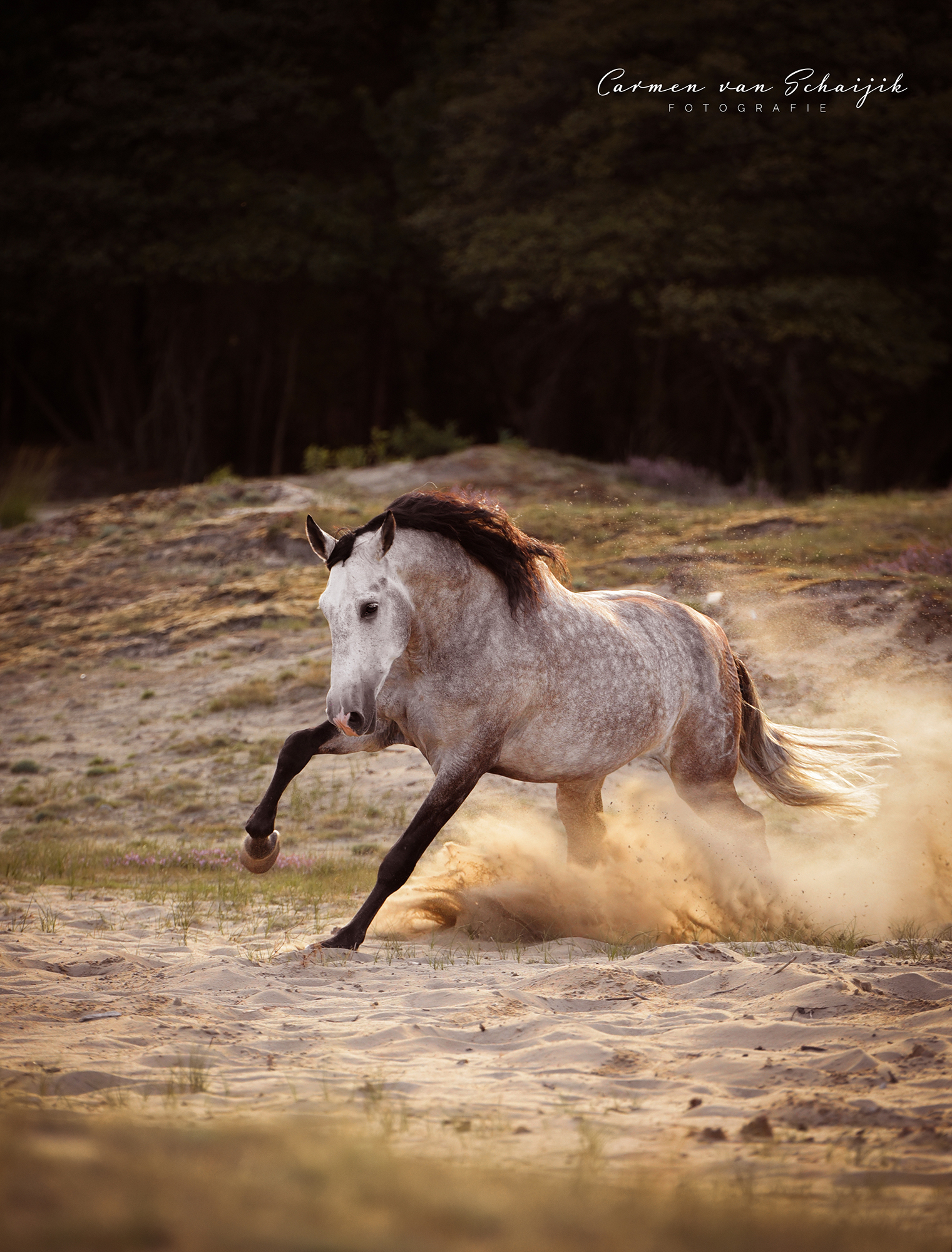 Paard in vrijheid